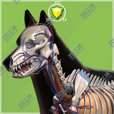 images/goods_img/2021040233/German Shepherd Anatomy/1.jpg